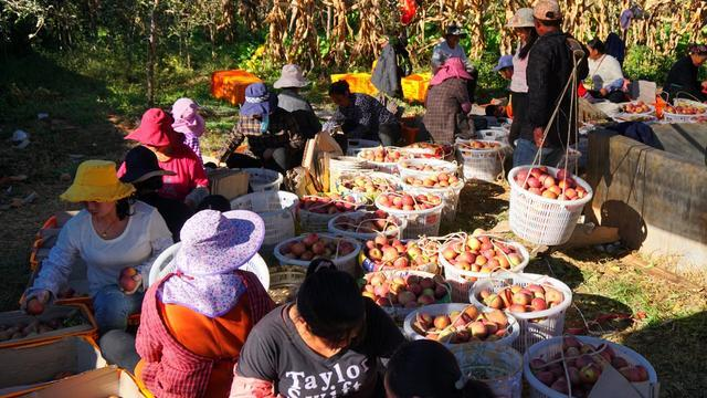 青年+科技，未来的农业版图长啥样？休闲区蓝鸢梦想 - Www.slyday.coM