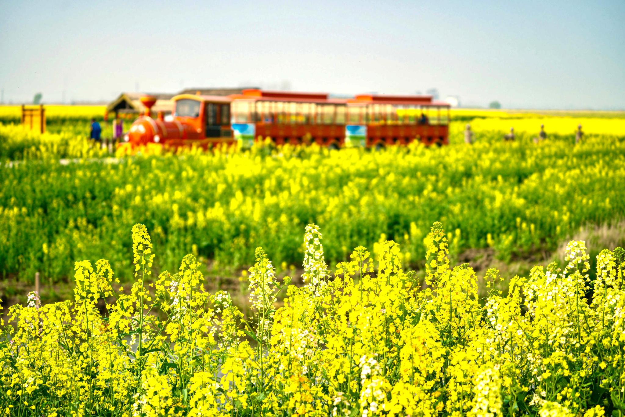高邮湖上花海3月16日,高邮湖上花海开园,千亩油菜花竞相盛开,犹如金色