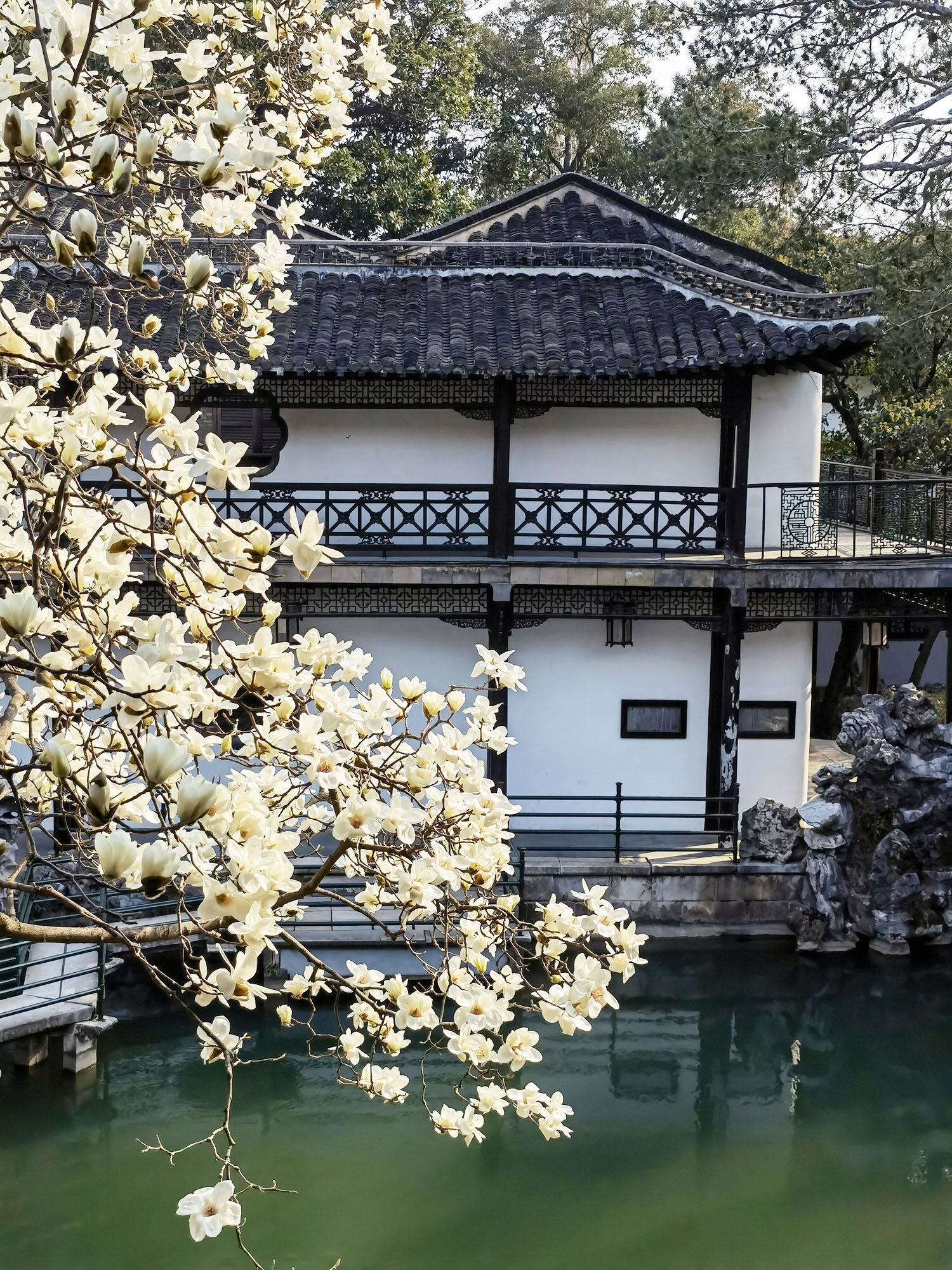 何园白玉兰绽放昨日上午,记者在何园景区看到,位于景区南门的"网红"垂