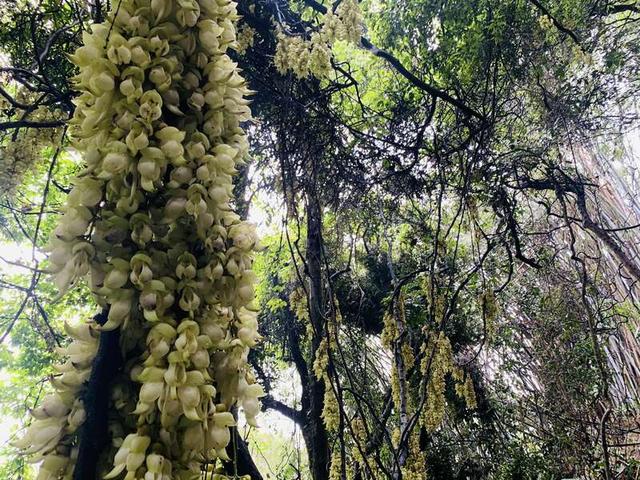 广州天鹿湖禾雀花进入盛花期