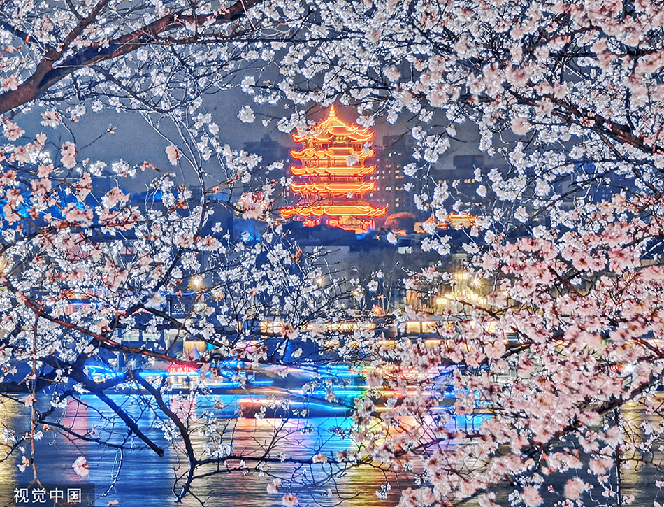 2022年3月23日,武汉,樱花正处盛开期,隔江点缀黄鹤楼