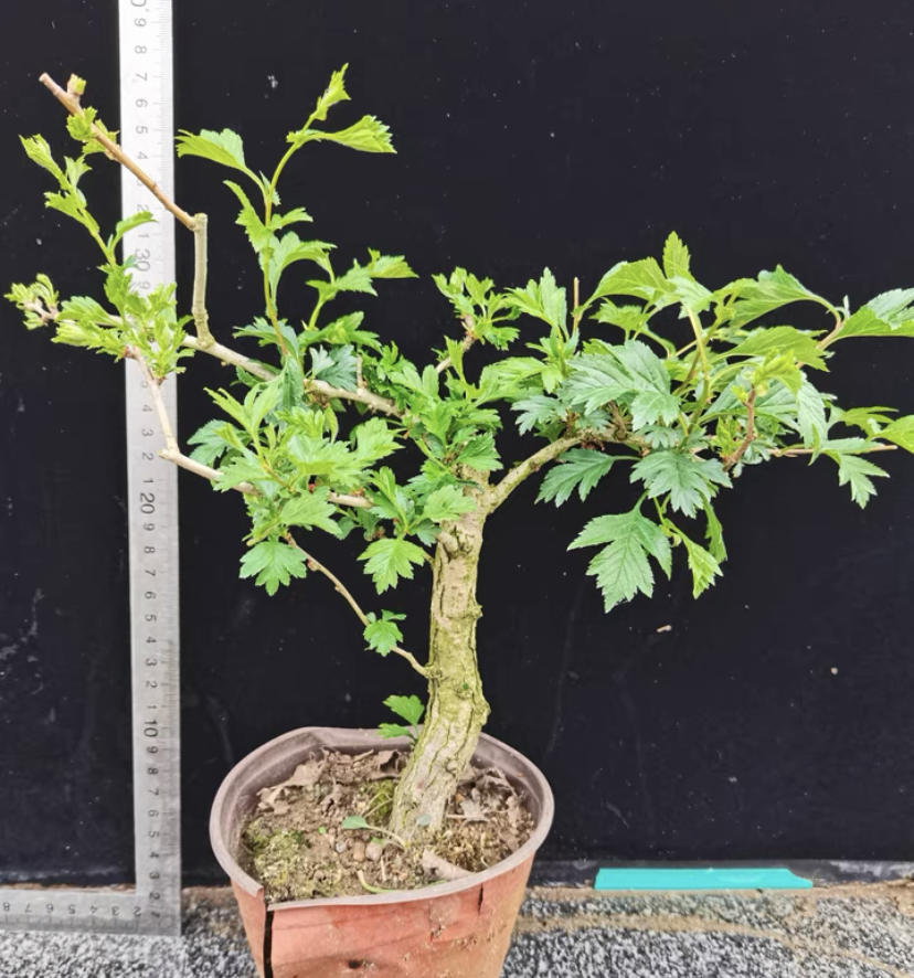 老桩盆景养不活?用赤玉土栽种,自然光下养护,1个月就发根__财经头条