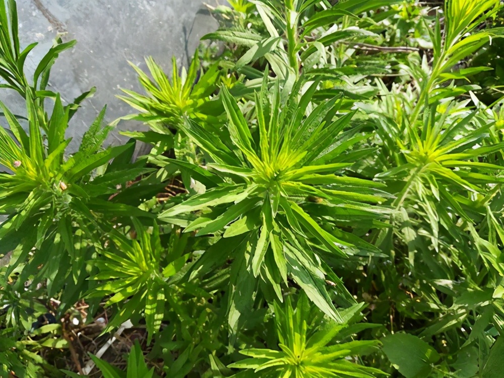 农村不起眼的小蓬草全株可以入药懂的人常常拔回家煮水喝