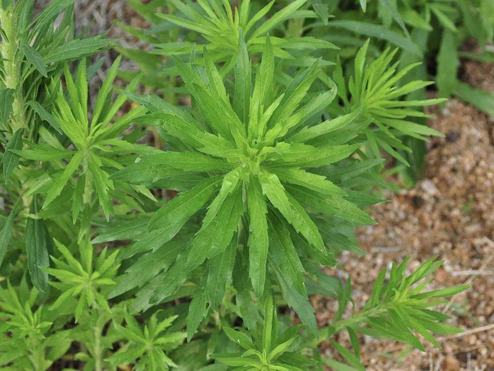 农村不起眼的小蓬草全株可以入药懂的人常常拔回家煮水喝