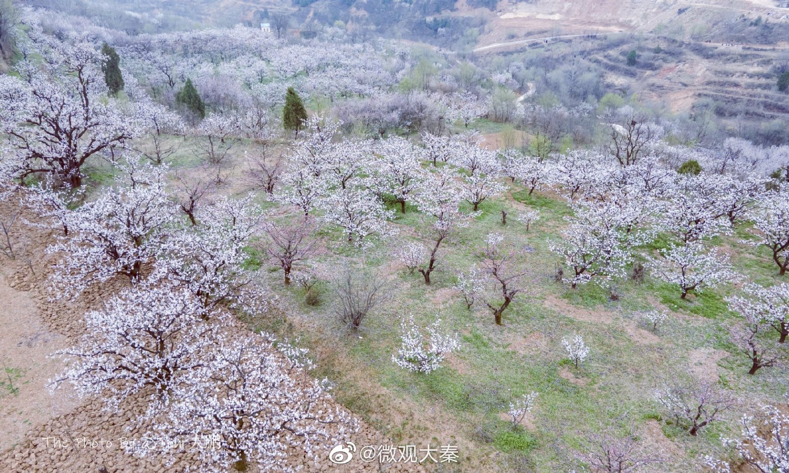 西安蓝田华胥有个杏花谷杏花朵朵太美了