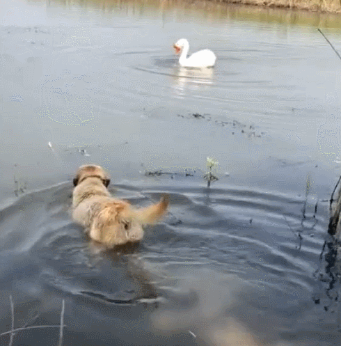 狗狗跑河中间调戏鹅被鹅反骑背上把狗脸丢大了