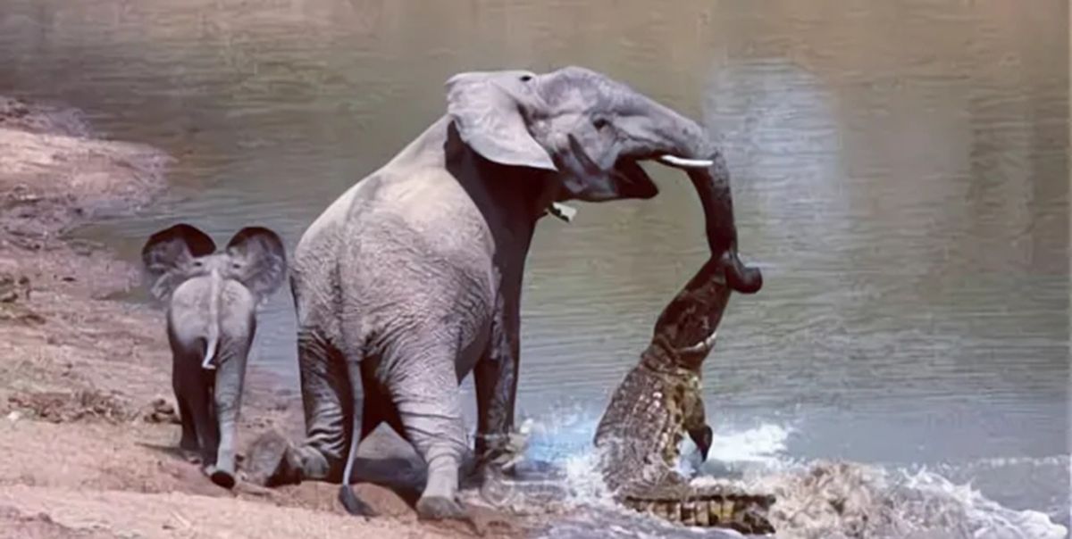 6500万年前恐龙灭绝作为和恐龙同时期的生物鳄鱼为什么没灭绝