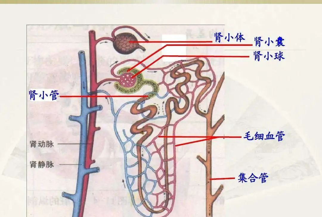 只好由一个叫肾小囊组织收集后,转交给专业的修图软件——肾小管和