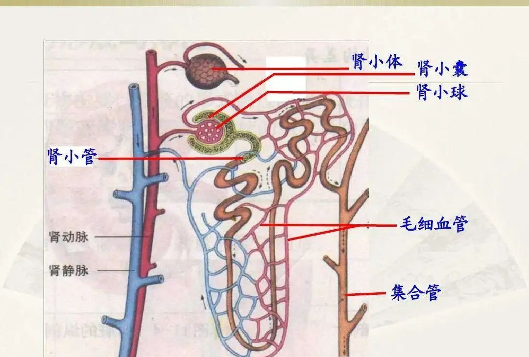 肾小管和肾小管腔图片图片