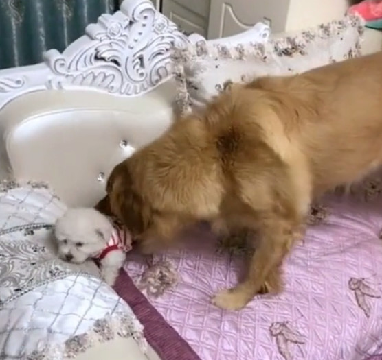 金毛欺负小奶狗被主人打了一巴掌金毛站起来要跟她决斗