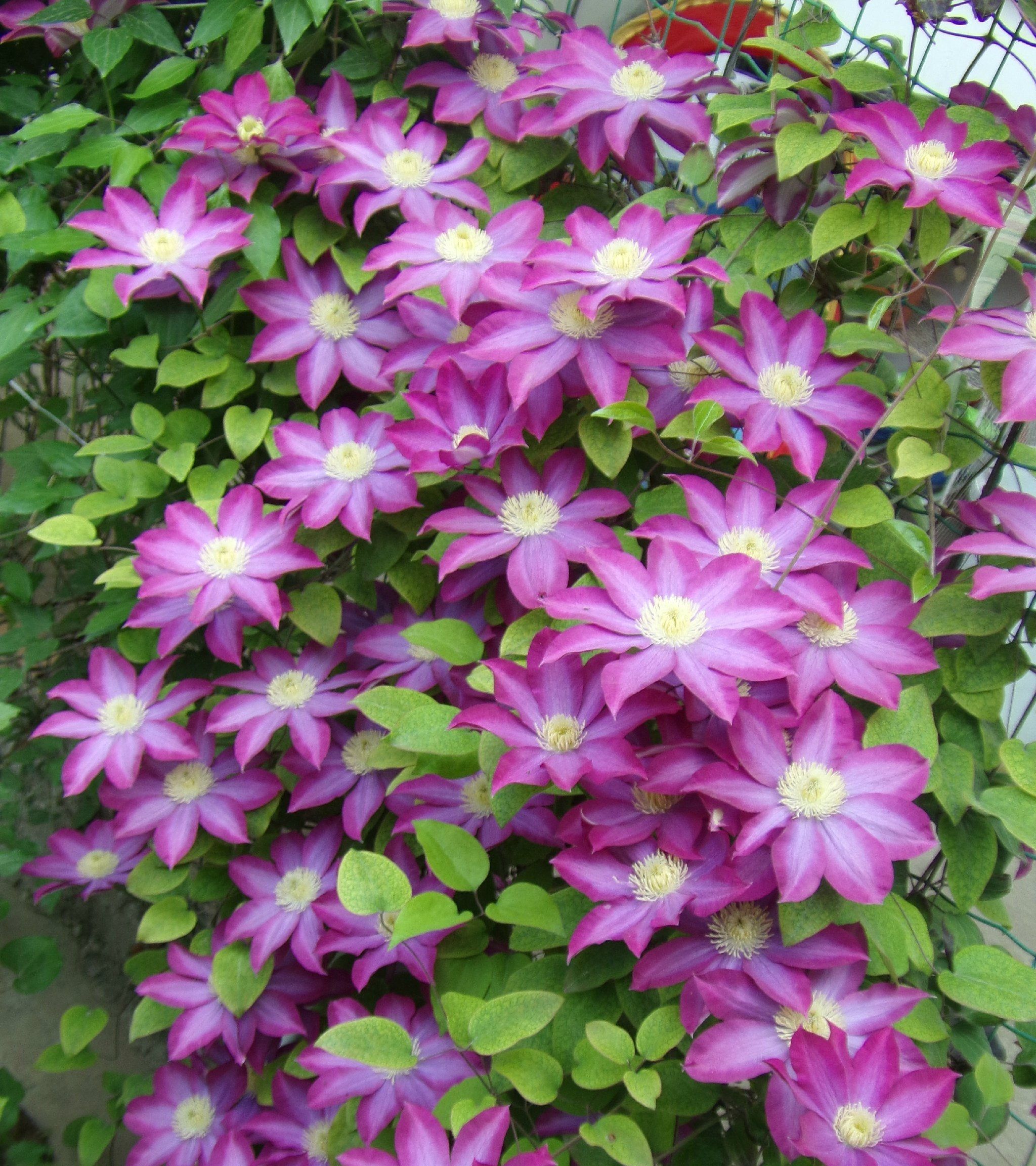 阳台养铁线莲就选粉香槟耐阴好养绚丽美观多季节开花