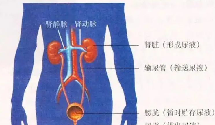 快看你是哪种|尿液|肾脏|膀胱_新浪新闻