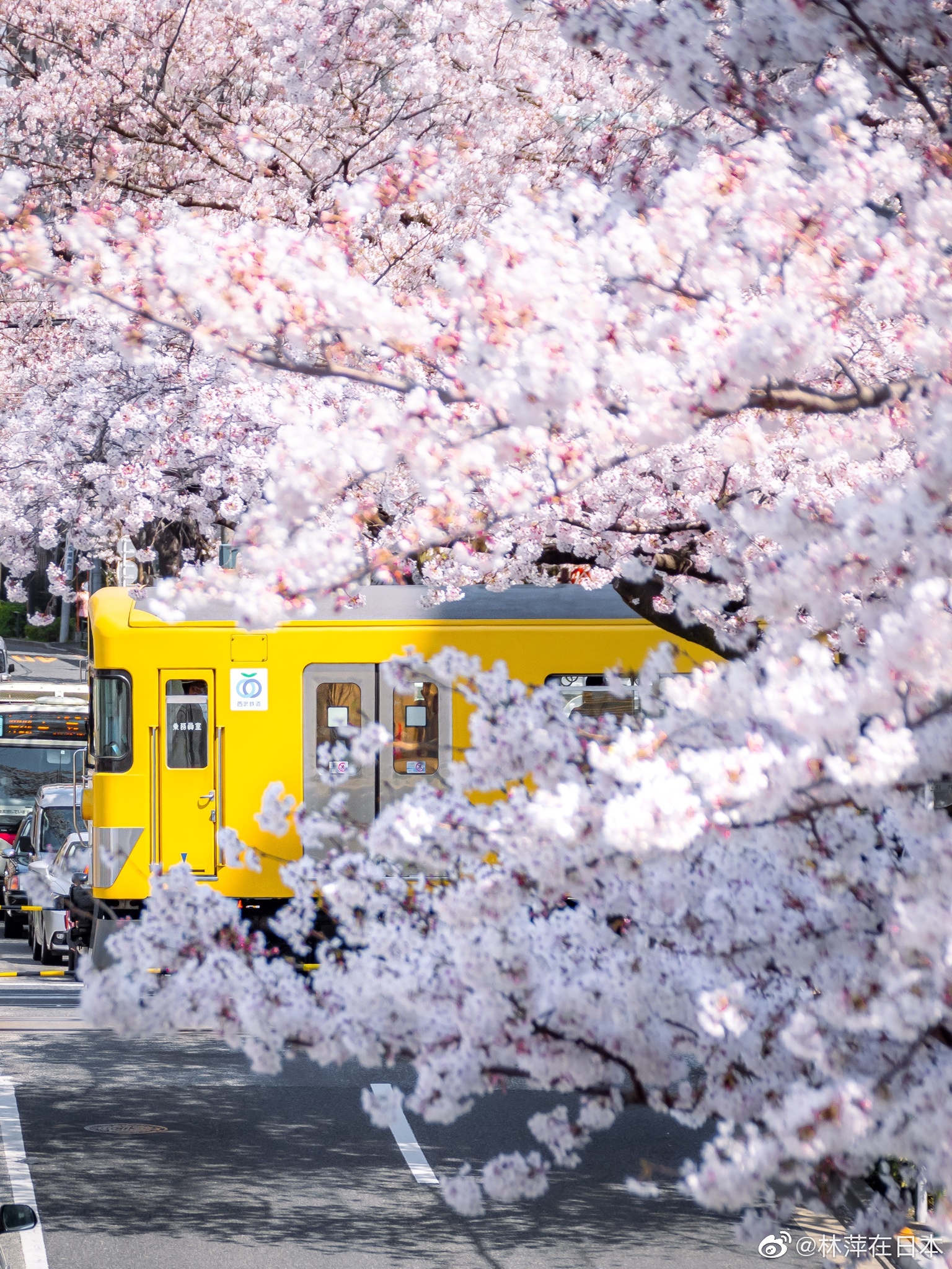 樱花与西武的黄色电车是绝配吧07