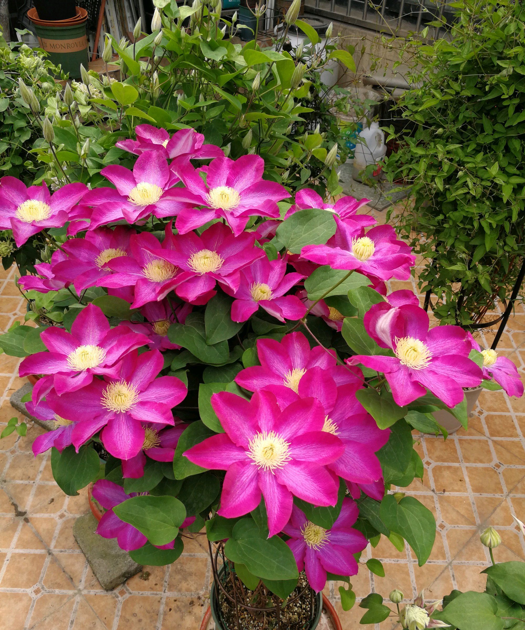 阳台养铁线莲就选粉香槟耐阴好养绚丽美观多季节开花