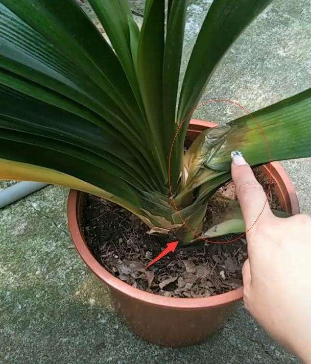 君子兰是典型的肉质根系,稍耐旱,怕积水或者盆土长时间潮湿;而且它的