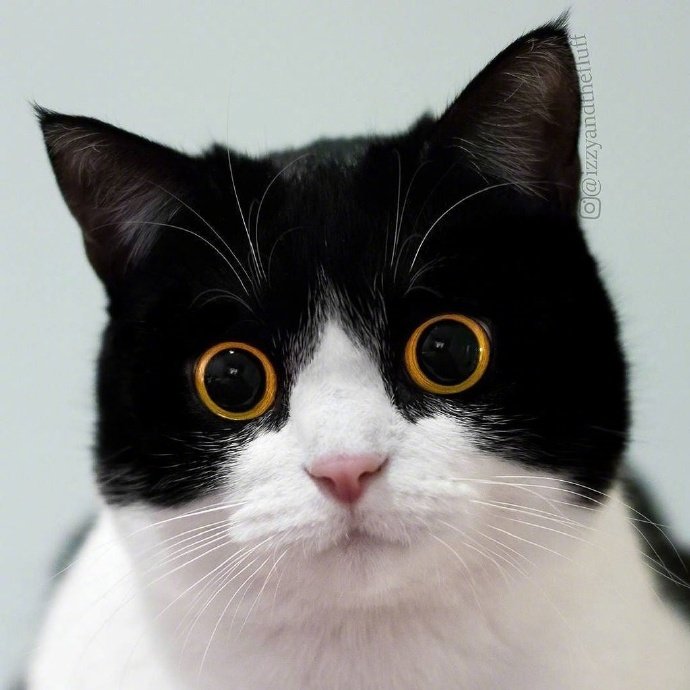 猫瞪大眼睛表情包图片