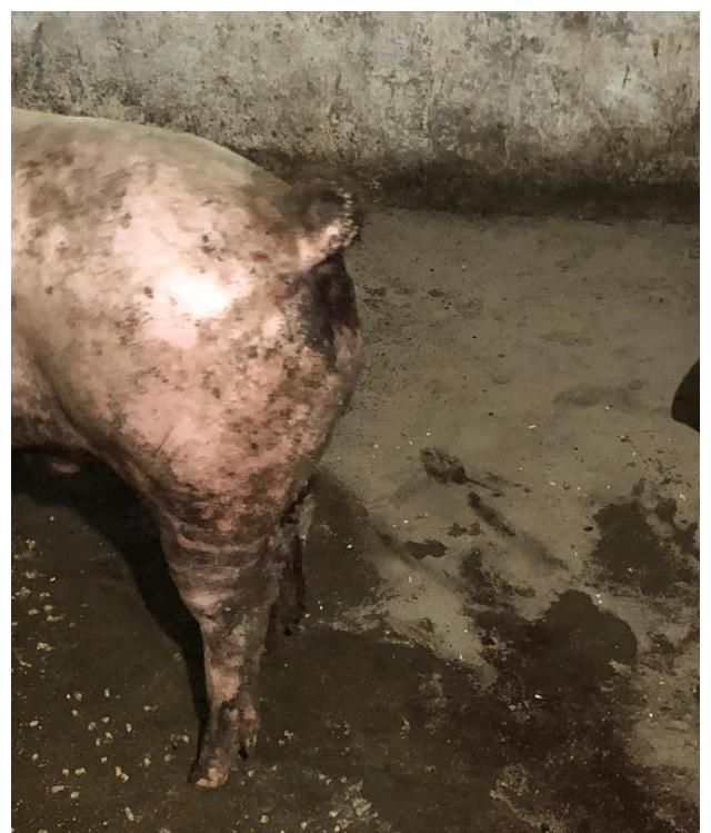 猪增生性回肠炎图片图片