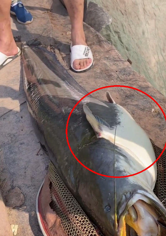 能咬人四川钓友钓到89斤鲶鱼王多人劝放生网友养起来