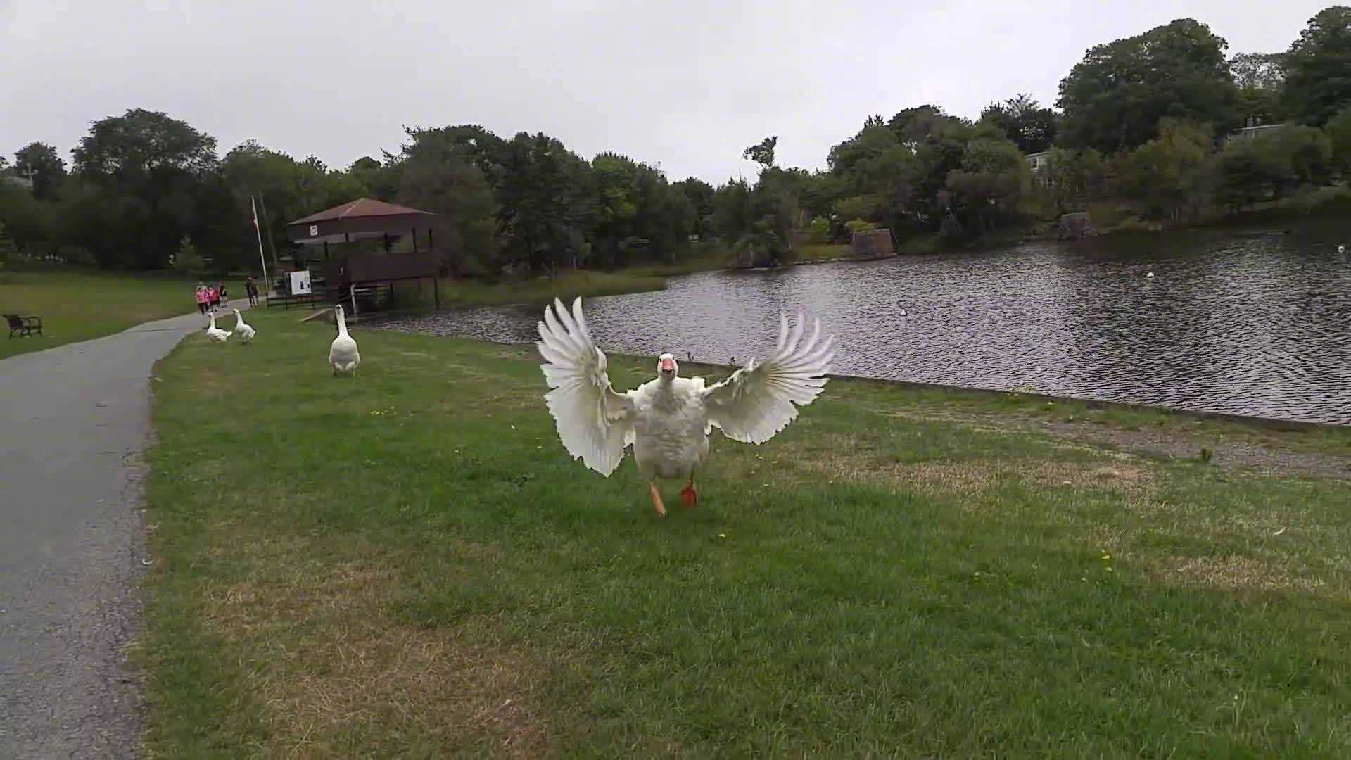 大鹅太激动了看到主银出现立刻张开翅膀飞奔到身边哈哈萌宠奇妙乐园萌