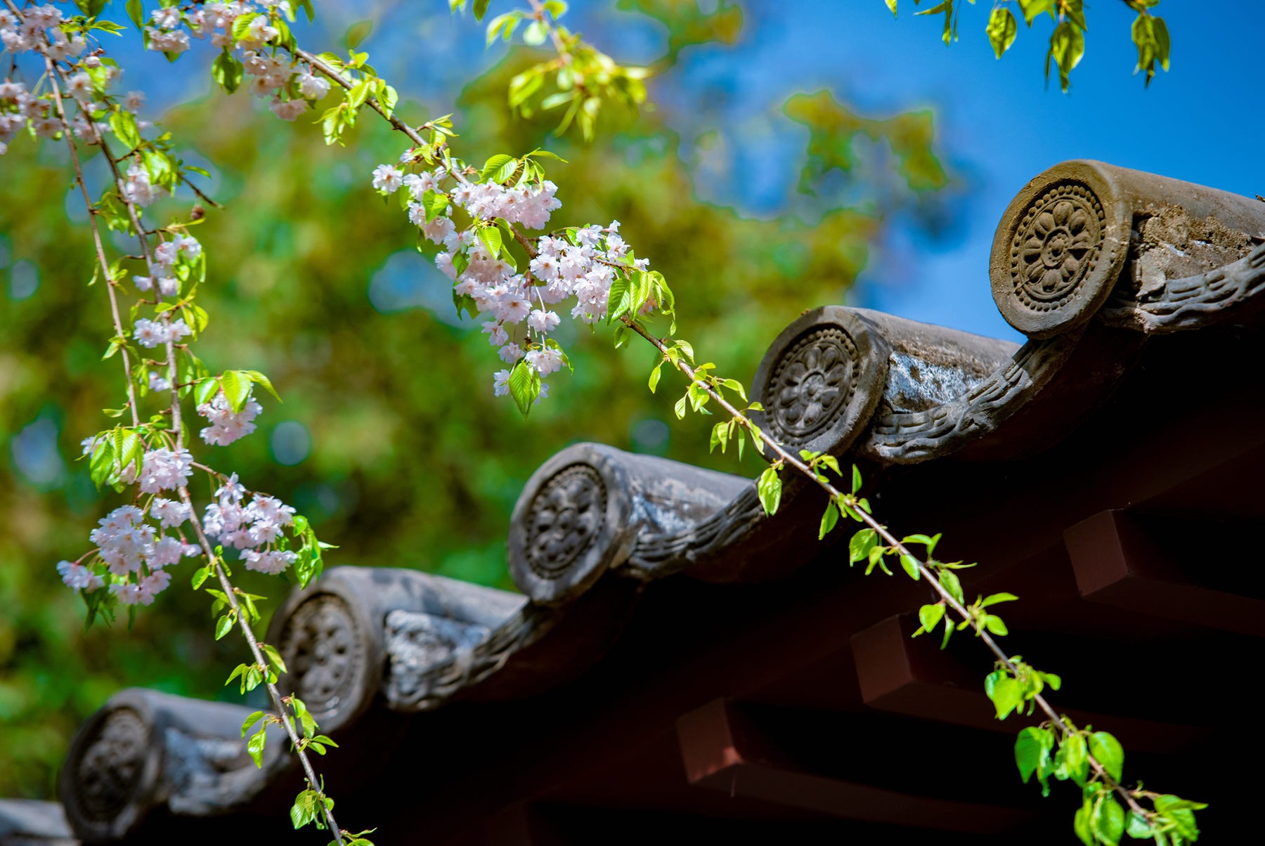 西安青龙寺樱花开了