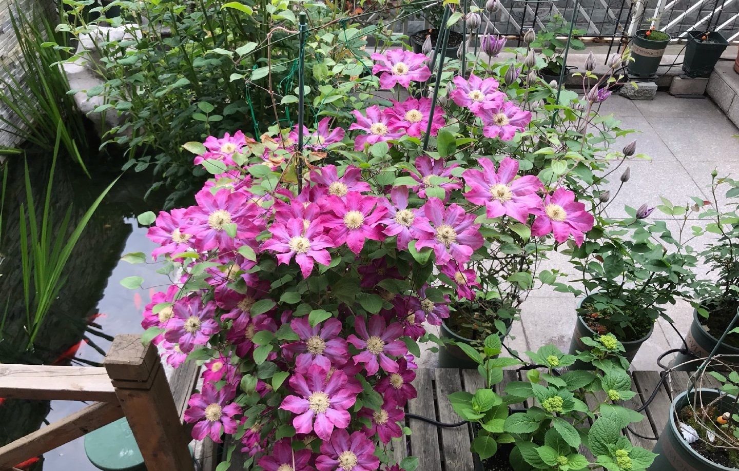 阳台养铁线莲就选粉香槟耐阴好养绚丽美观多季节开花