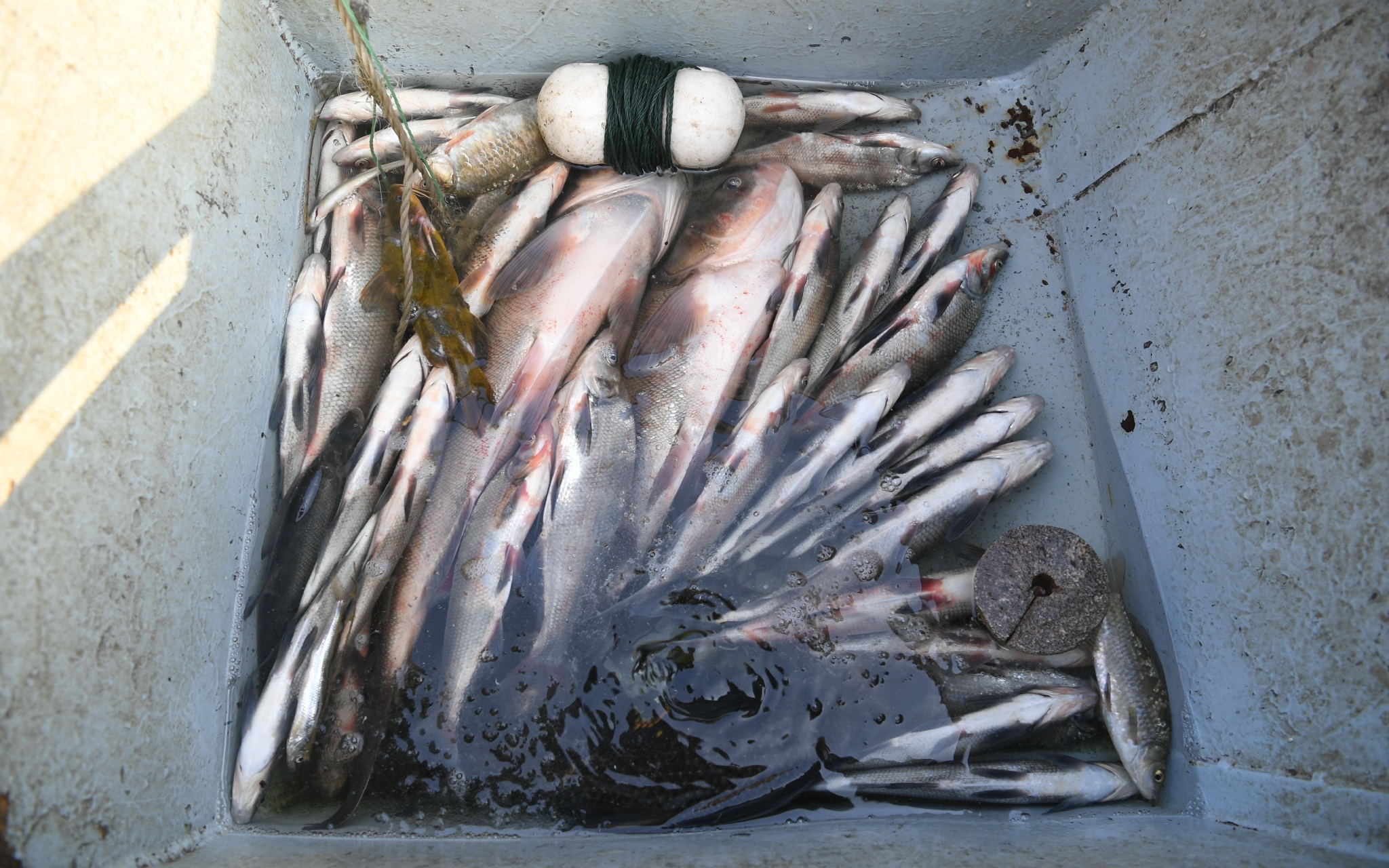 郭家父子的铁皮船叫"京密渔247号",已经用了两三年.