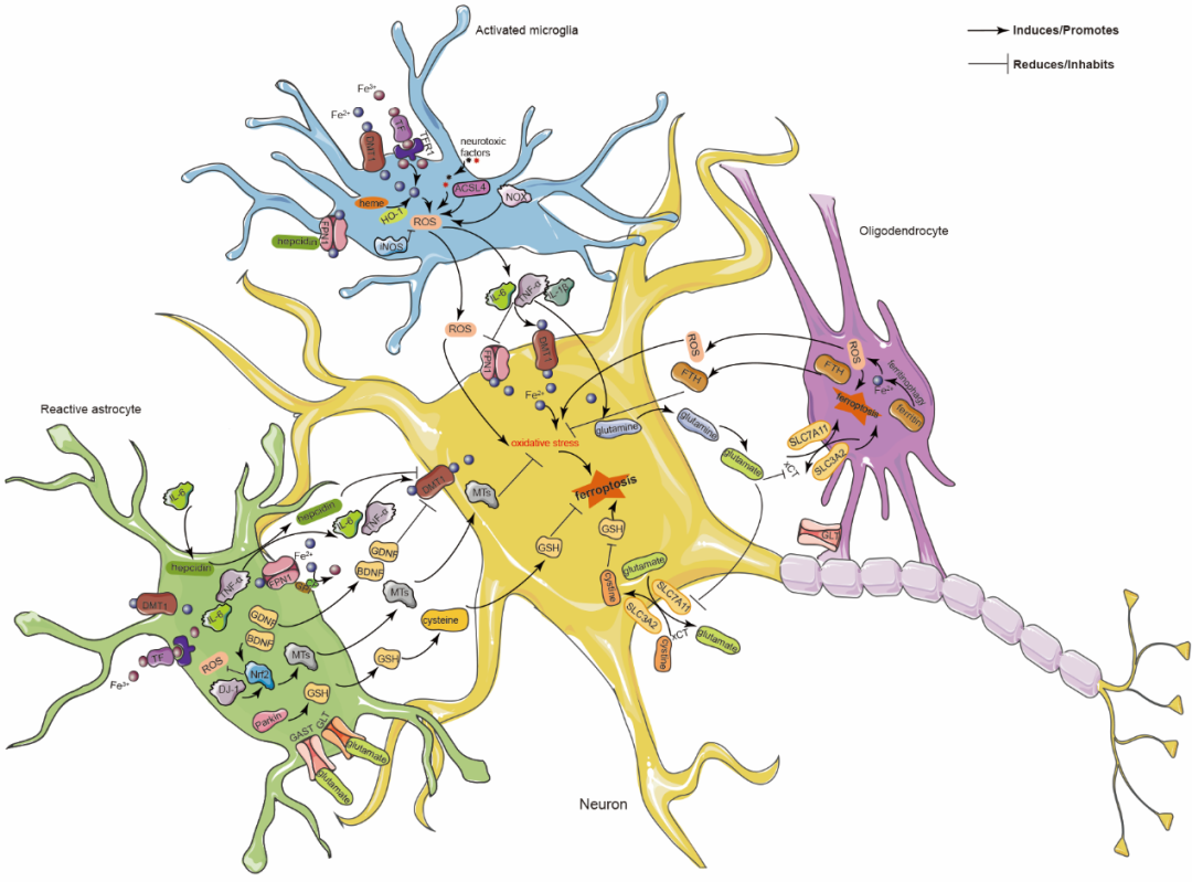 JAMA Neurology：帕金森病跨疾病阶段的新兴神经成像生物标记物 - 知乎