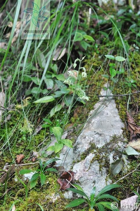 单肾草,见过吗?补肾清肺.主治肾虚腰痛,肺热咳嗽__财经头条