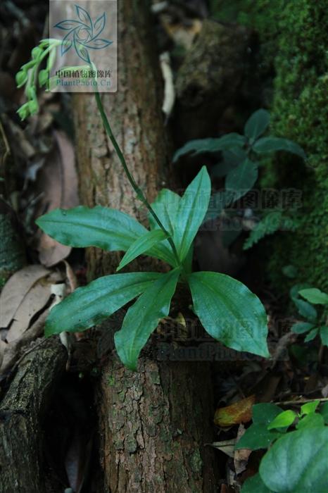 单肾草,见过吗?补肾清肺.主治肾虚腰痛,肺热咳嗽__财经头条