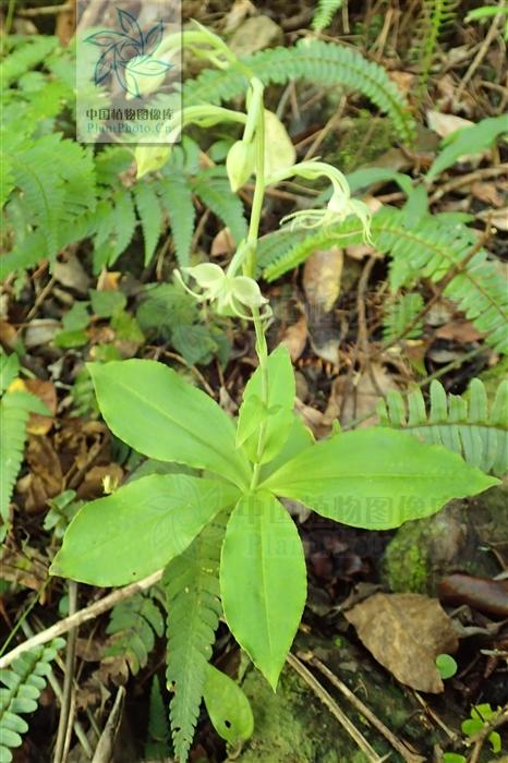 单肾草,见过吗?补肾清肺.主治肾虚腰痛,肺热咳嗽__财经头条