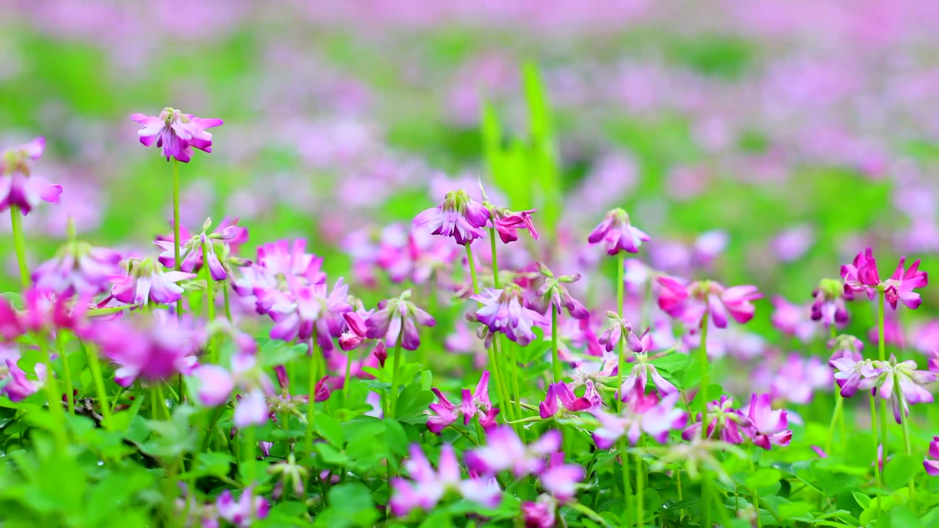 江西泰和野生紫云英盛开水库湿地香满岸