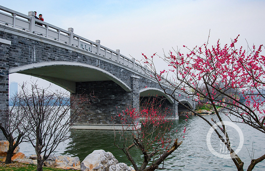《玄武湖台菱桥梅香》 冉小军 摄