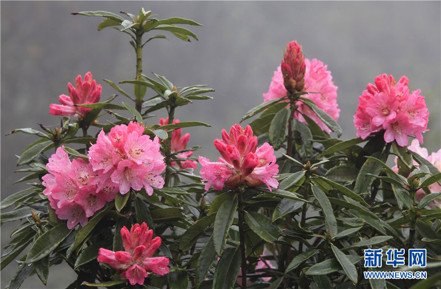 珠江源头马缨花盛开