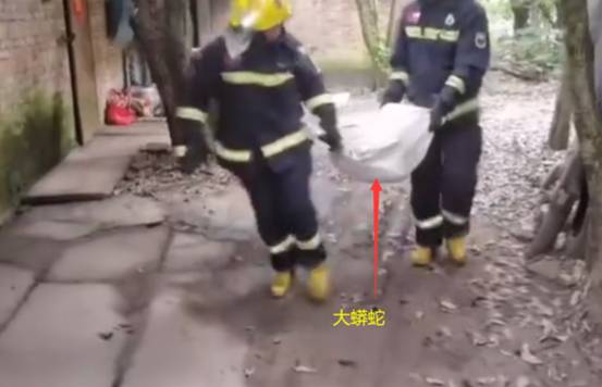 三亚发现一条4米蟒蛇,偷吃小羊羔后被抓,为何说它是保护动物?休闲区蓝鸢梦想 - Www.slyday.coM 三亚发现一条4米蟒蛇,偷吃小羊羔后被抓,为何说它是保护动物?休闲区蓝鸢梦想 - Www.slyday.coM