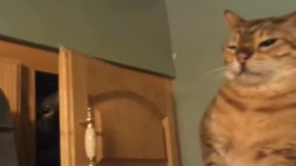 喵星人很有耐心的在柜子里躲半天，结果却只是为了吓同伴休闲区蓝鸢梦想 - Www.slyday.coM