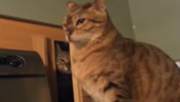 喵星人很有耐心的在柜子里躲半天，结果却只是为了吓同伴休闲区蓝鸢梦想 - Www.slyday.coM