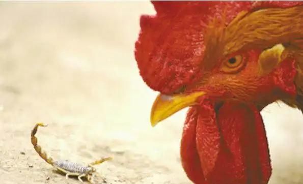 为何鸡吃了剧毒的蜈蚣和蝎子不会中毒