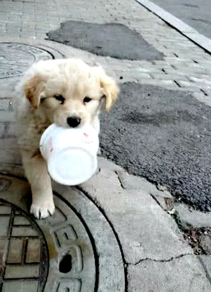 流浪小狗求生欲望极强,为了讨食维持生计,每天叼着小碗去乞讨|小狗狗