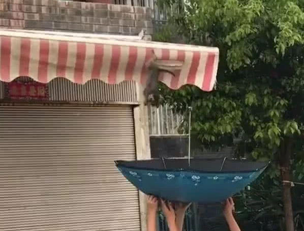 调皮猫咪趁着主人不在想偷溜出门玩,没想到不小心掉到楼下雨棚里休闲区蓝鸢梦想 - Www.slyday.coM 调皮猫咪趁着主人不在想偷溜出门玩,没想到不小心掉到楼下雨棚里休闲区蓝鸢梦想 - Www.slyday.coM