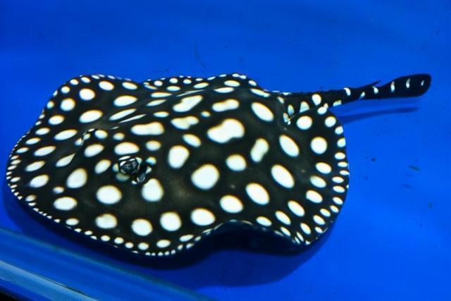 世界上十大最昂贵的观赏鱼你见过几种