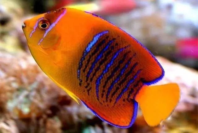 世界上十大最昂贵的观赏鱼你见过几种