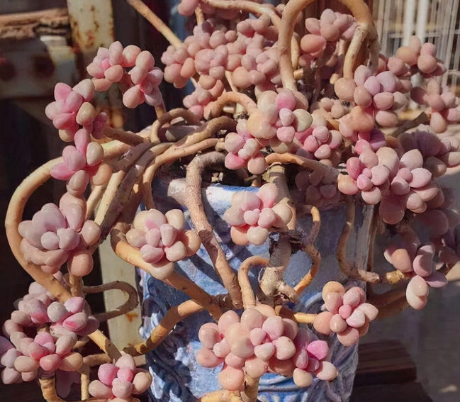 家庭盆栽多肉桃蛋多注意4点才会更早点长成老桩