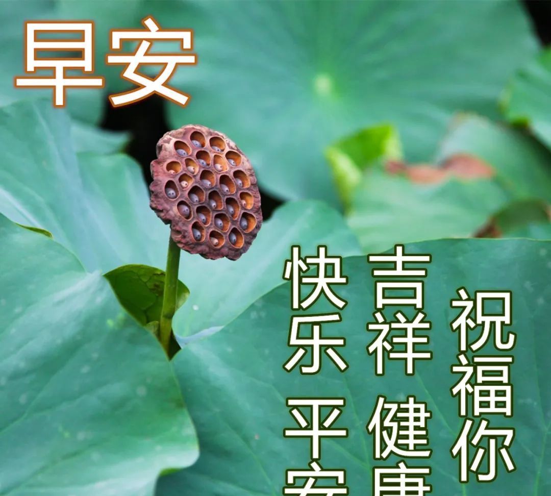 创意漂亮的早安表情图片免打字早上好祝福语慰问短信