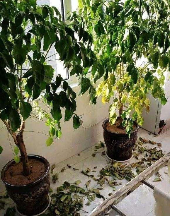 幸福树严重掉叶子怎么补救(幸福树落叶大量落叶怎么补救)