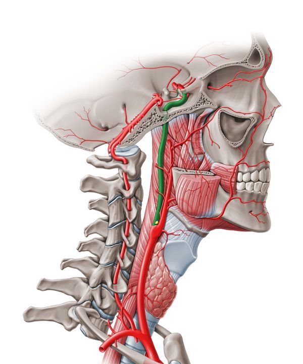 颈内动脉走形:概述及颈段__财经头条