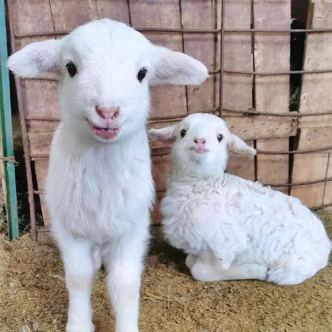 网友奶奶家的两只可爱小羊好喜欢