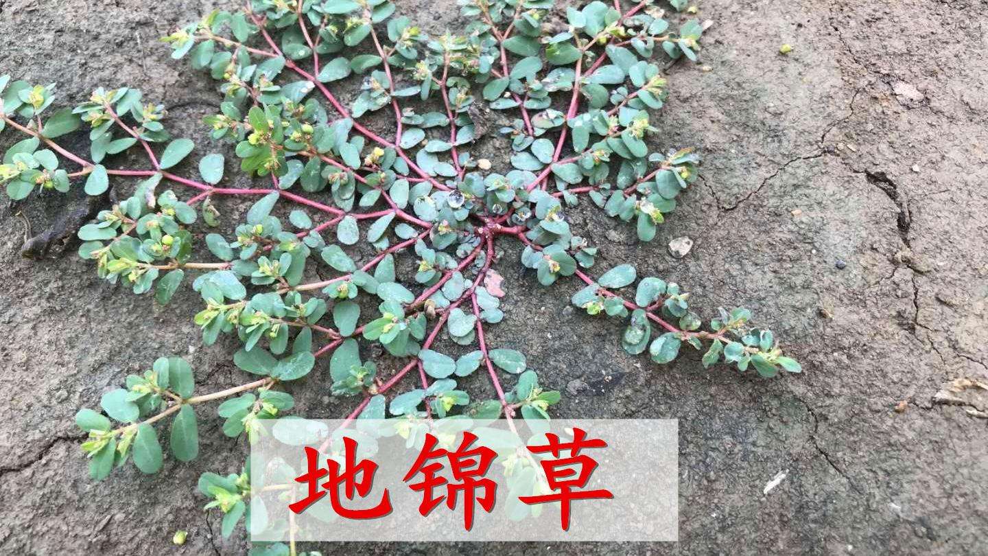 这种植物名叫奶浆草又被称为血见愁好多人不知道它还是个宝