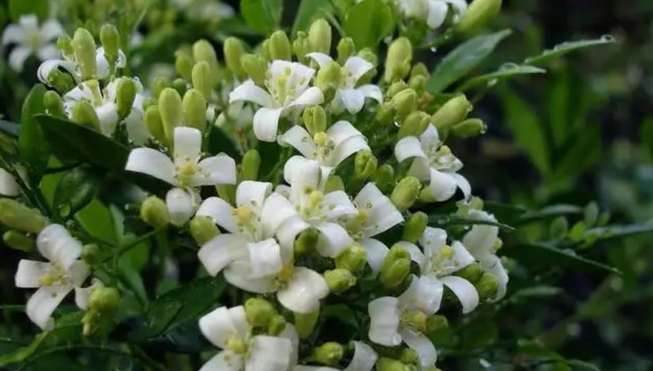 春天养棵九里香3个动作催一催香飘十里一开就是小半年