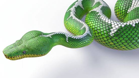 三亚发现一条4米蟒蛇,偷吃小羊羔后被抓,为何说它是保护动物?休闲区蓝鸢梦想 - Www.slyday.coM 三亚发现一条4米蟒蛇,偷吃小羊羔后被抓,为何说它是保护动物?休闲区蓝鸢梦想 - Www.slyday.coM