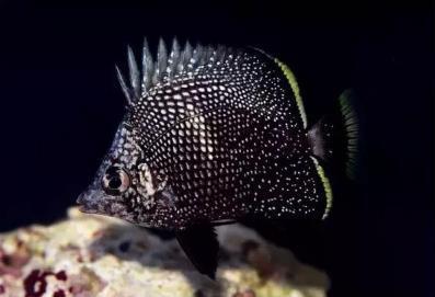 世界上十大最昂贵的观赏鱼你见过几种